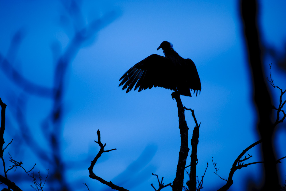 Black Vulture drying its wings, perched on a dead branch. Great Falls, Maryland.