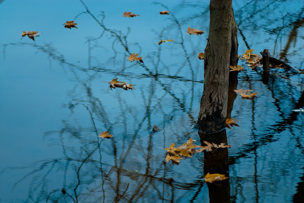 Autumn leaves on the Potomac River.